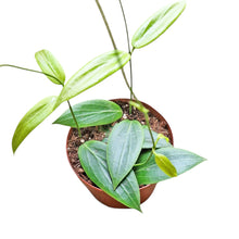 Hoya Soligamiana