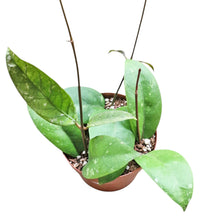 Hoya sp. Aceh