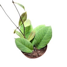 Hoya sp. Sabah