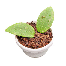 Hoya Wibergiae