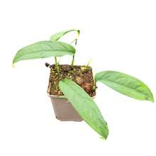 Monstera Obliqua Yasuni