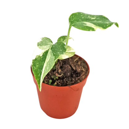 Monstera Thai Constellation
