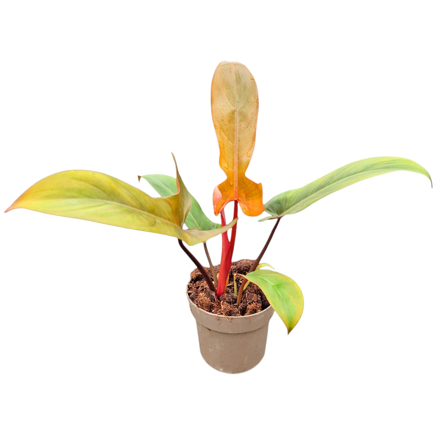 Philodendron Florida Bronze