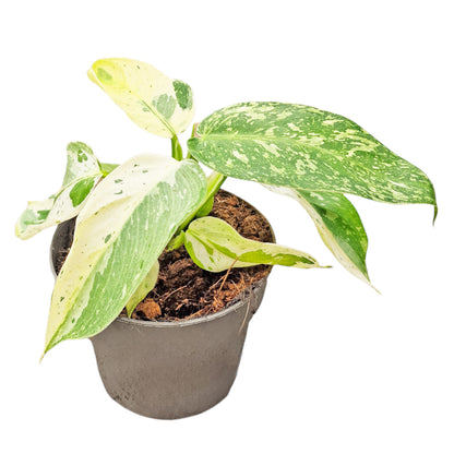 Philodendron Jose Buono
