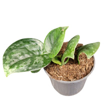 Scindapsus Silver Platinum