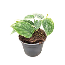 Scindapsus sp. Borneo