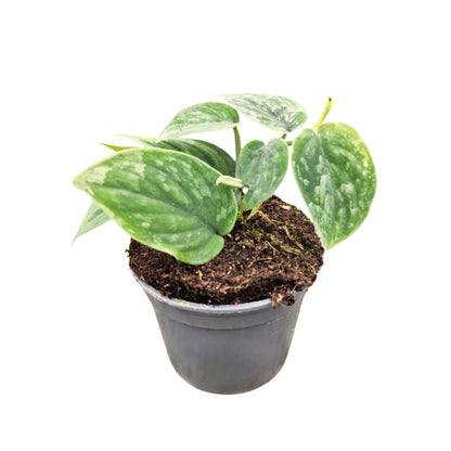 Scindapsus sp. Borneo