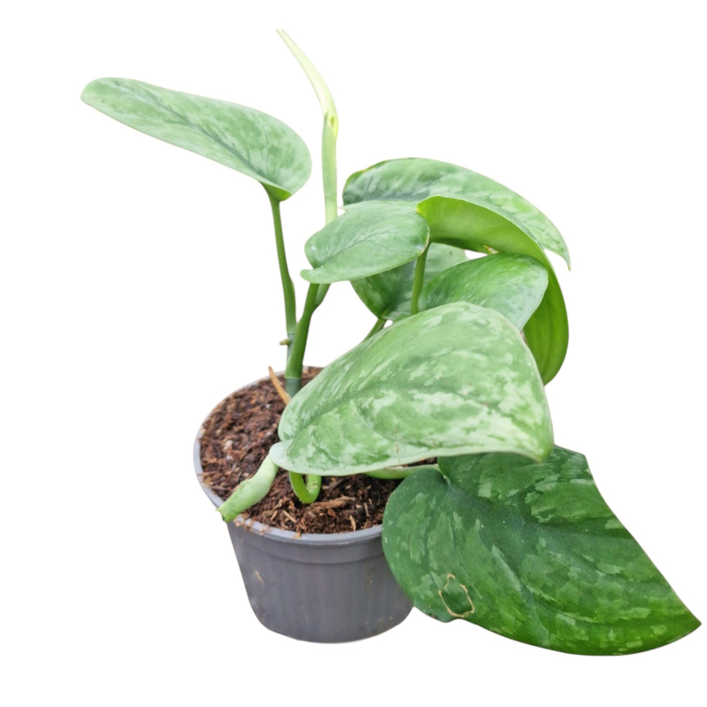 Scindapsus sp. Kalimantan Green