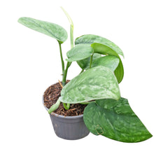 Scindapsus sp. Kalimantan Green