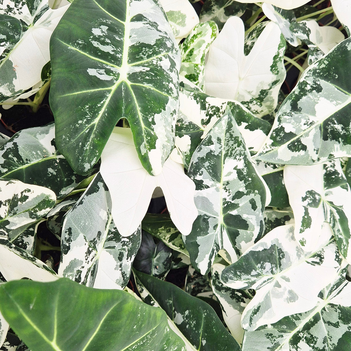 あつひめ Zeldzame kamerplanten verzenden naar Azie – Casa Botanica