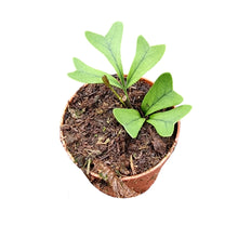 Schefflera Triangularis