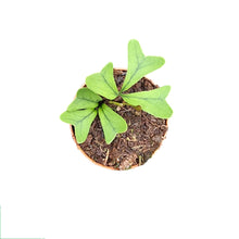 Schefflera Triangularis