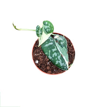Scindapsus Mayari Variegata