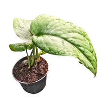 Scindapsus Silver Cloud