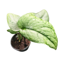 Scindapsus Silver Cloud