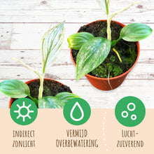 Spatiphyllum Sensation Variegata