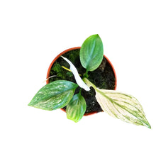 Spatiphyllum Sensation Variegata