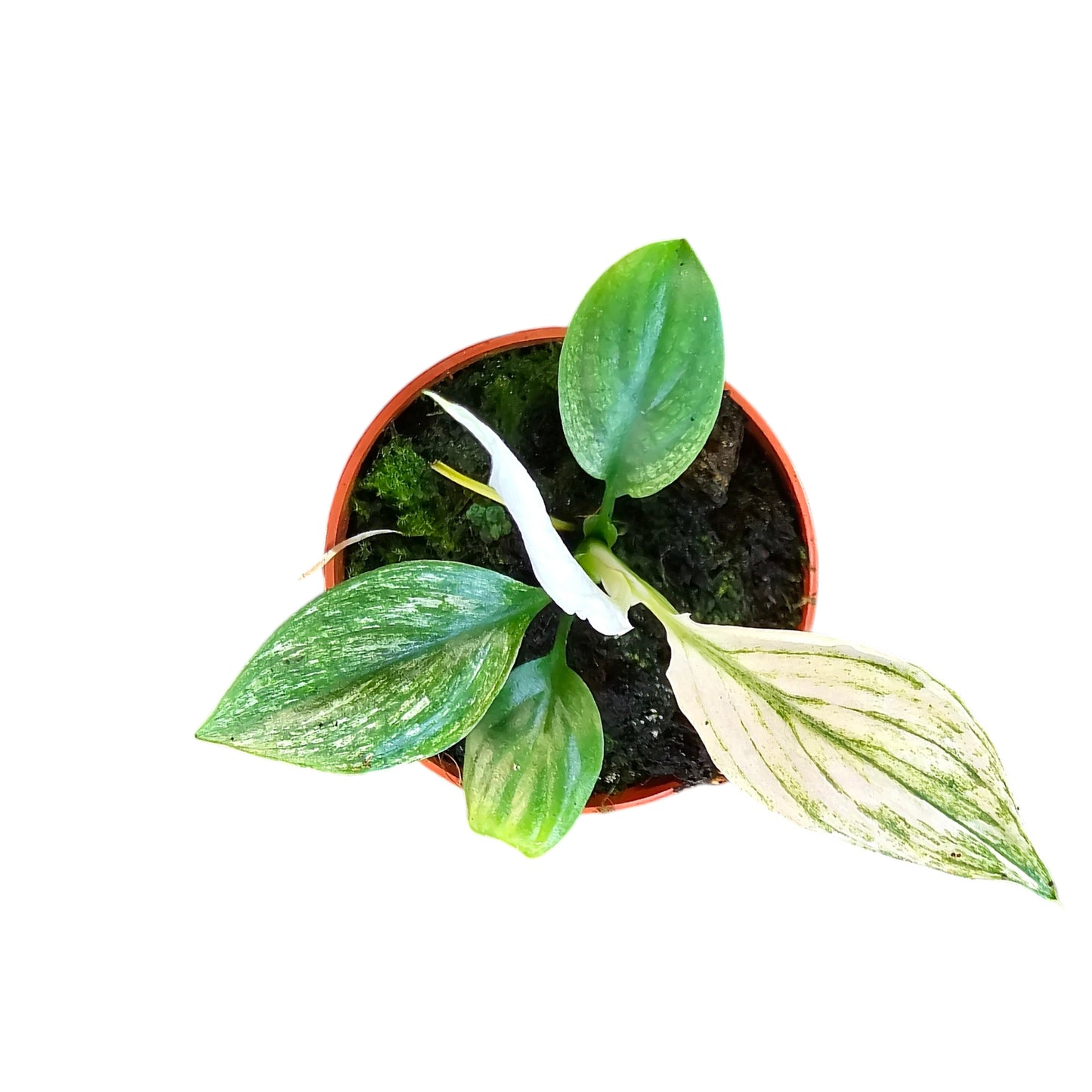 Spathiphyllum Sensation Variegata