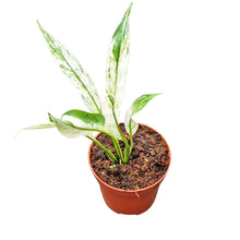 Spatiphyllum Snow Feather