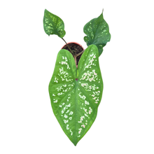 Caladium Bicolor