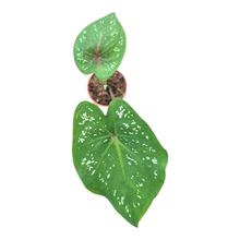 Caladium Bicolor Jia