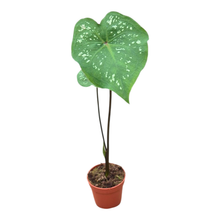 Caladium Bicolor Jia