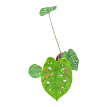 Caladium Florida Clown