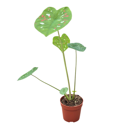 Caladium Florida Clown