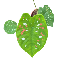 Caladium Florida Clown