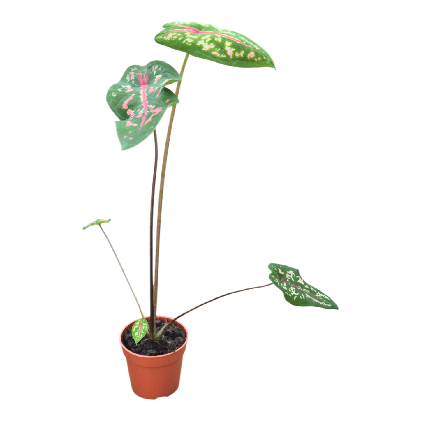 Caladium Picturatum