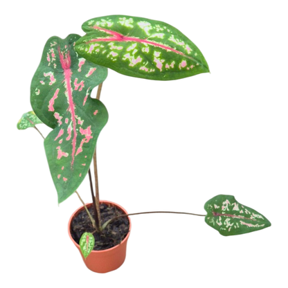 Caladium Picturatum