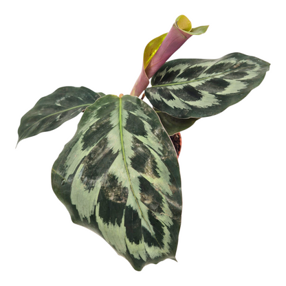 Calathea Kennedy
