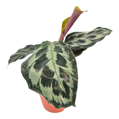 Calathea Kennedy
