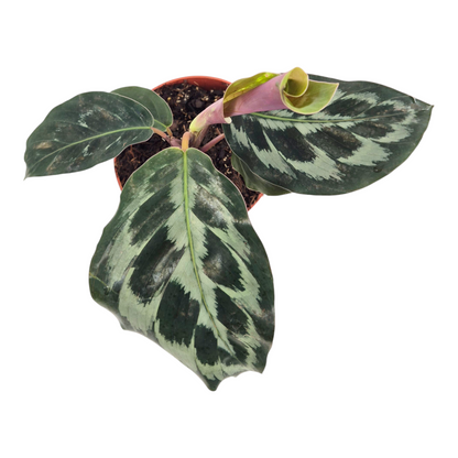 Calathea Kennedy