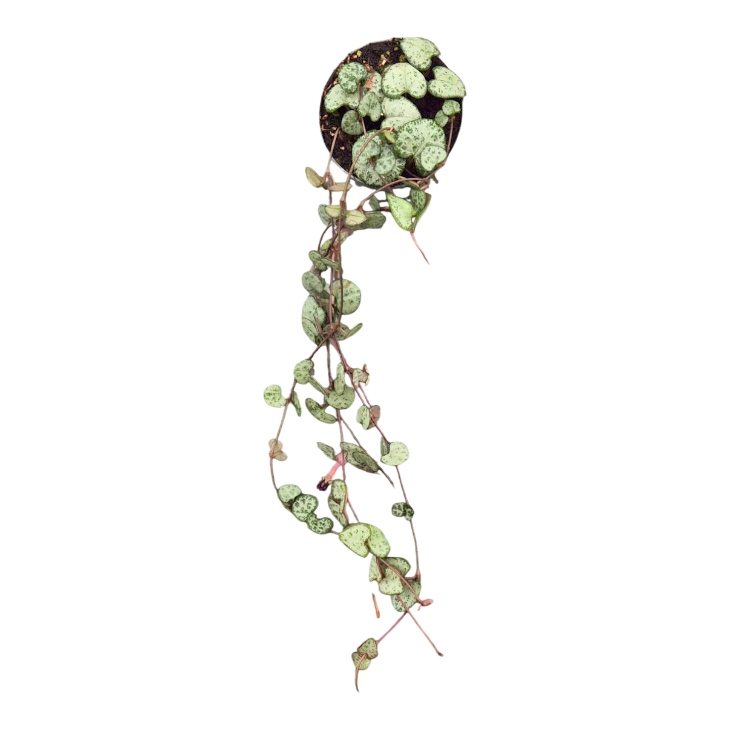 Ceropegia Woodii