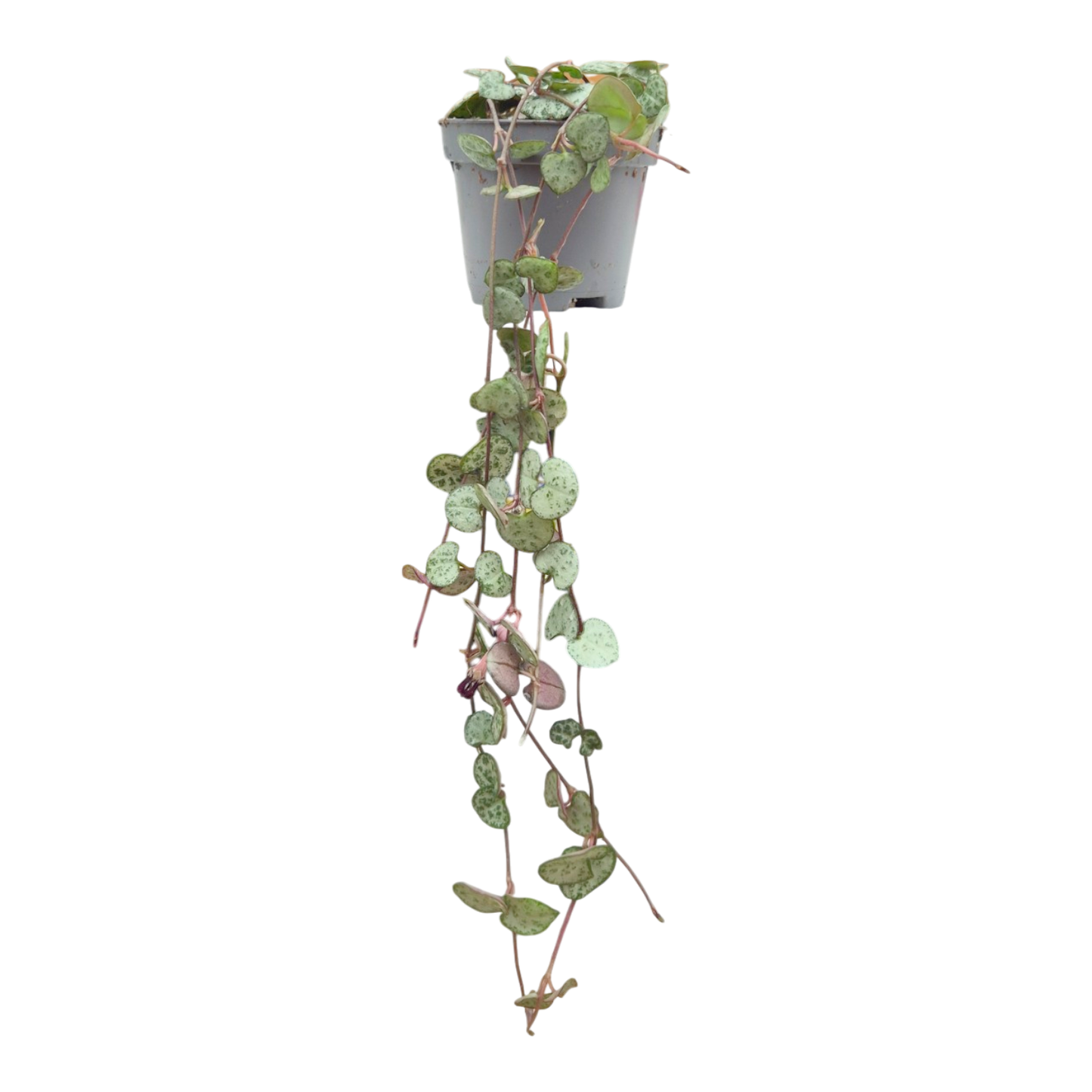 Ceropegia Woodii