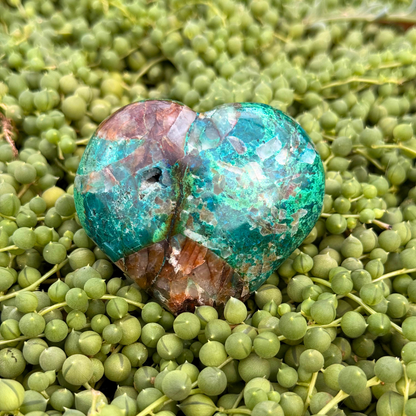Chrysocolla Hart - 43