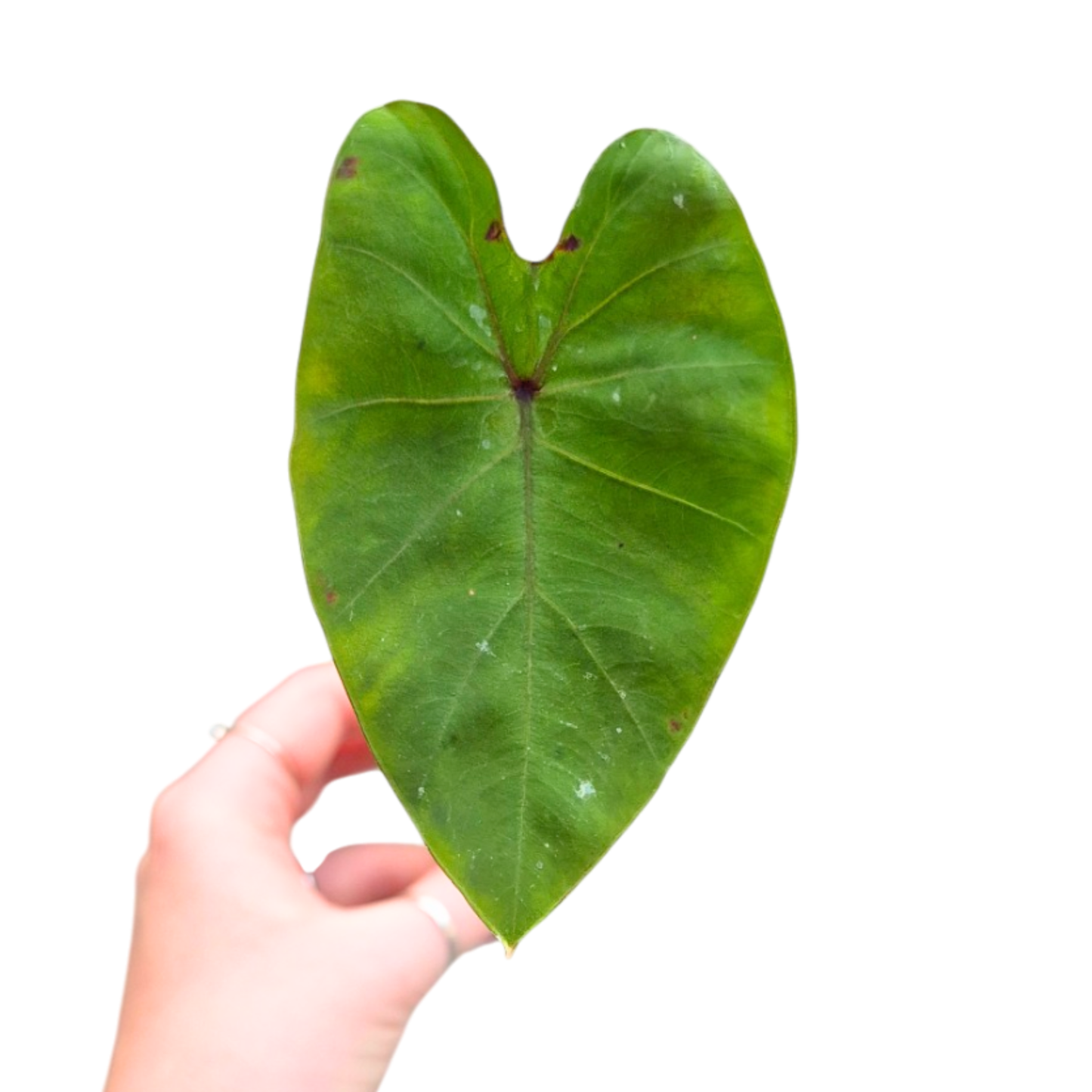 Colocasia Cleopatra's Kiss
