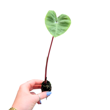 Colocasia Cleopatra's Kiss