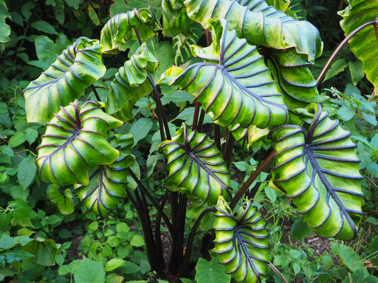 Colocasia Esculenta Pharaohs Mask