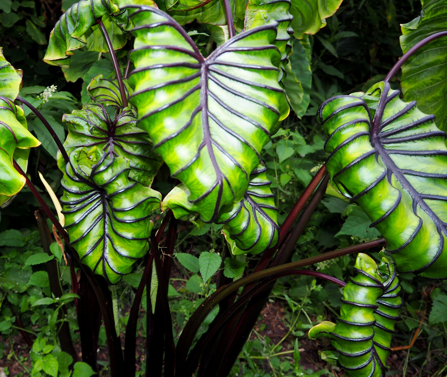Colocasia Esculenta Pharaohs Mask