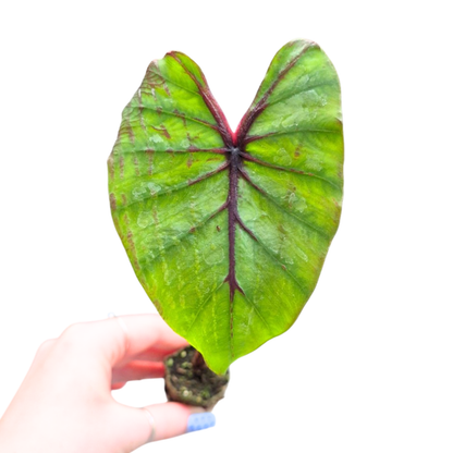 Colocasia Esculenta Pharaohs Mask