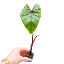 Colocasia Esculenta Pharaohs Mask