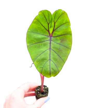 Colocasia Esculenta Redemption Yellow