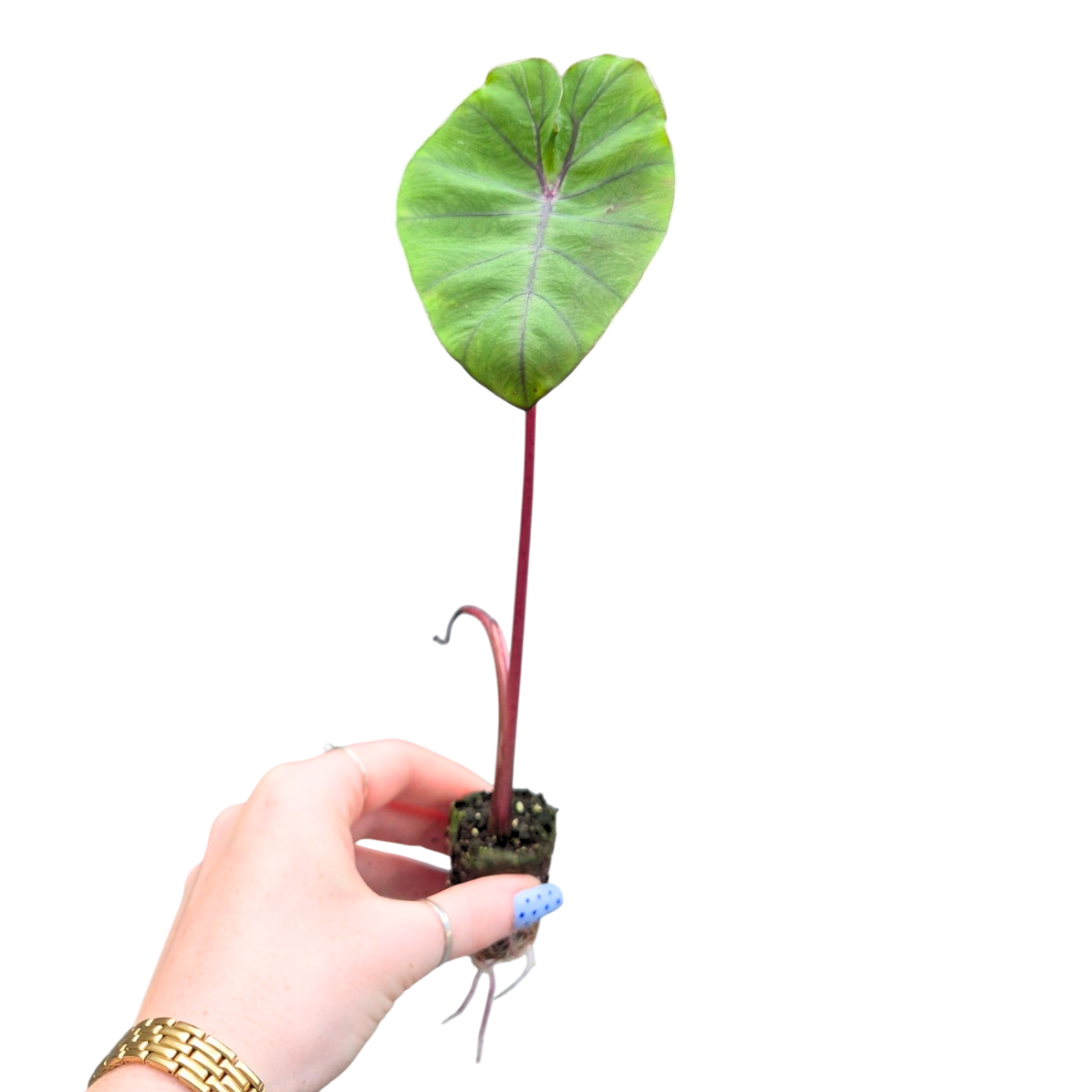 Colocasia Esculenta Redemption Yellow