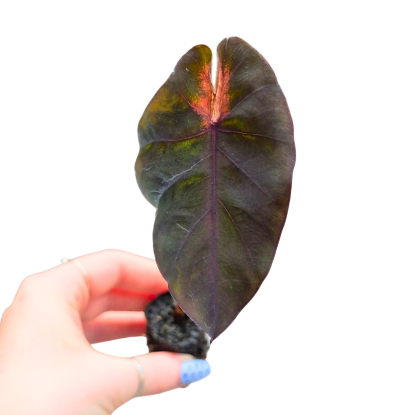 Colocasia hybride Black Mambo