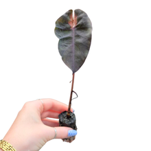 Colocasia Hybrid Black Mambo