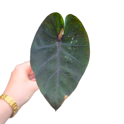 Colocasia Hybrid Black Panther