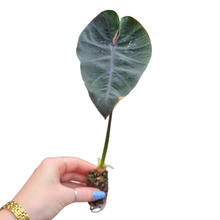 Colocasia Hybrid Black Panther