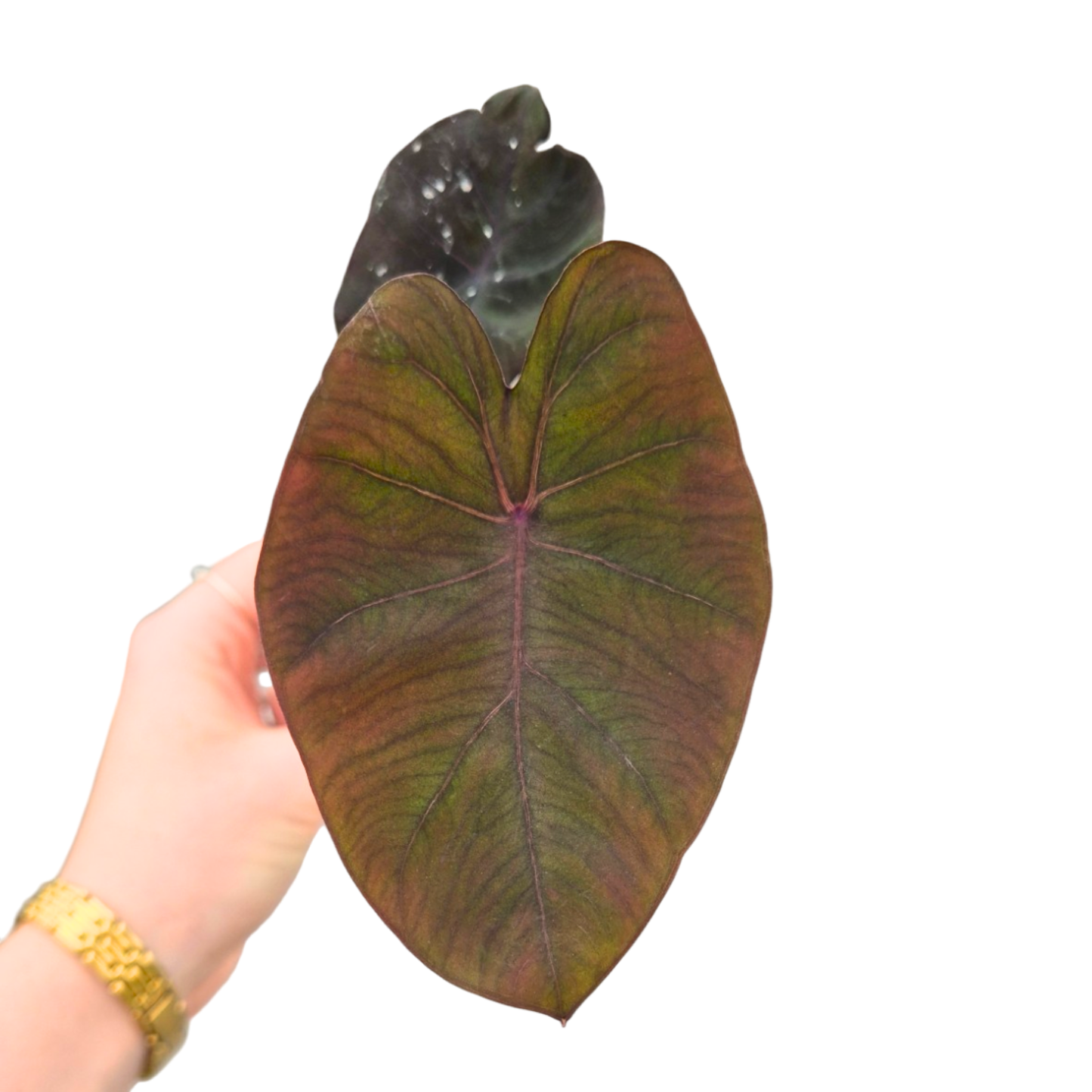 Colocasia Hybrid Evolution